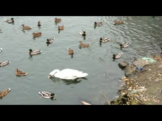 Видео от алексея головина