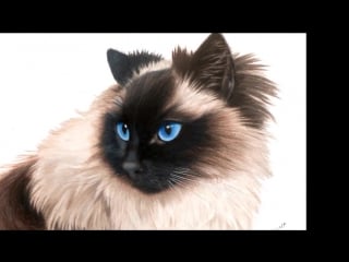 Drawing subscribers pets #2 ❤ zida, ragdoll cat from holland speed draw jas