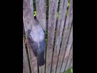 Ворона в заборе