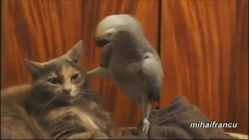 Доходчиво пояснил