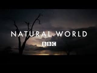 Мир природы / the natural world серия 44 нашествие муравьев /ant porn