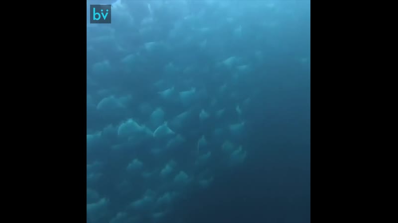 Дайвер аманда рэй, засняла миграцию мант