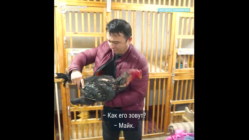 Петушиные бои в таджикистане