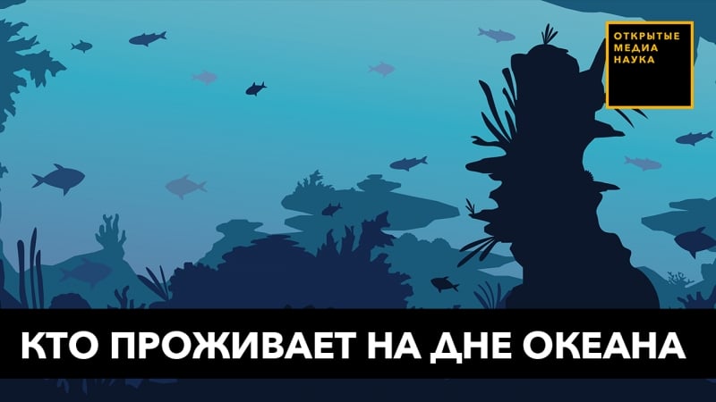 Кто проживает на дне океана