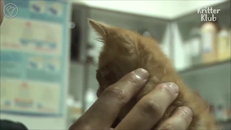 Дикому слепому котёнку люди помогли впервые увидеть его маму