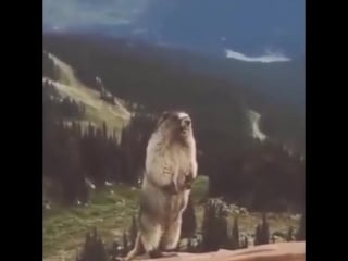 Screaming marmot (орущий сурок)