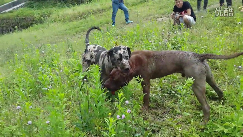 Собачьи бои канарский дог. Собачьи бои ротвейлер против питбуля. Бои догов видео. Кане корсо кабель. Бультерьер и питбультерьер.