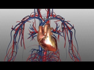 32 the heart and major vessels part 1 anatomy tutorial
