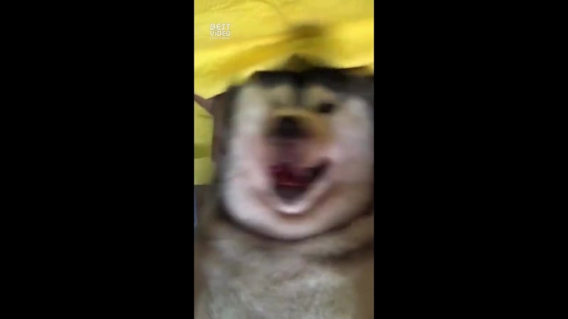 Довольная морда