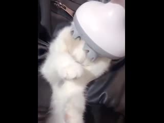 Fucking kitten gets its brain turned to mush against its will