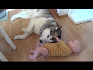 Хаски и малыш husky and baby