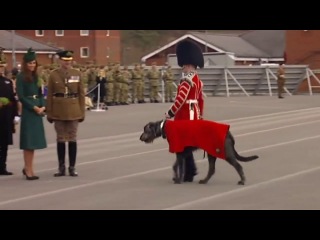 Kate presents shamrocks to troops and army dog on st patrick's day