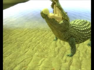 Croc vore story