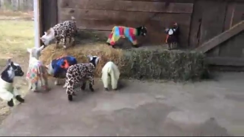 Козлята в пижамах