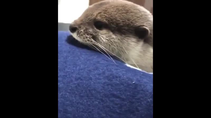 Милашка свистун