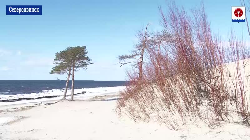 29 04 2019 две сосны сафу