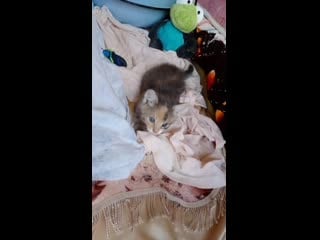 Video 20200810 140018 mp4