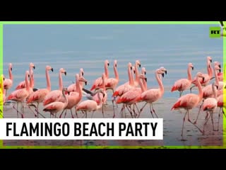 Dozens of flamingos hang out on beaches of puerto madryn, argentina