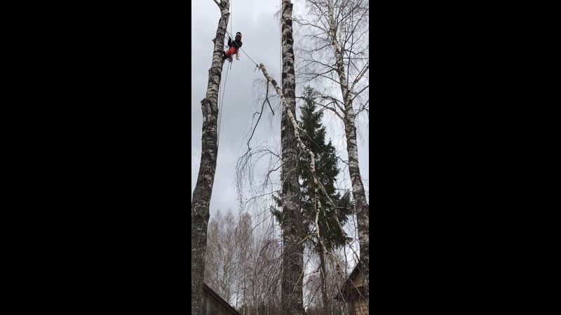 Спил березы по частям спуск большой ветки на вереах