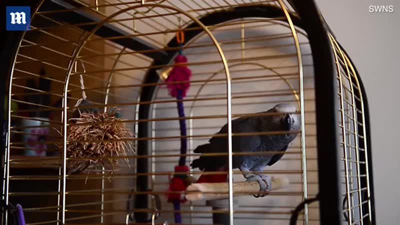 Imitates porn video – African grey parrot perfectly imitates the sound of a smoke alarm!