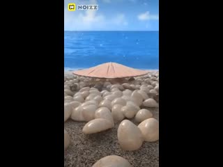 Noizz video 20200218 220106 mp4