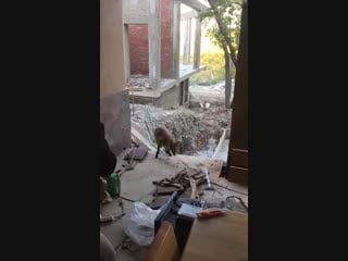 К жителям анапского села пришла лисичка