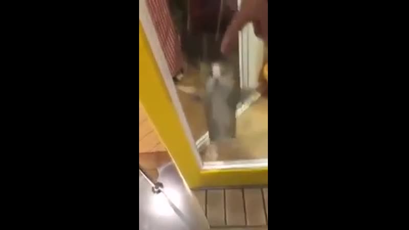 Возьмите меня, возьмите смешные приколы кошки