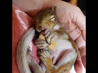 Snack time jack also liked to be naughty like jeb, so we gave him a rodent block to