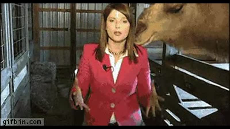 Camel bites reporter\'s hair