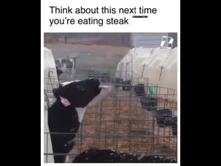 Телёнок ловит языком снежинки ❄️😞