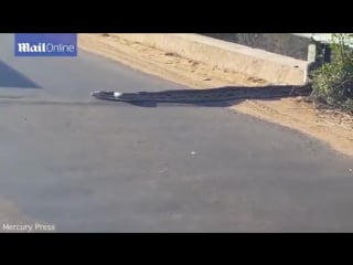 Huge python brings traffic to standstill as it crosses the road