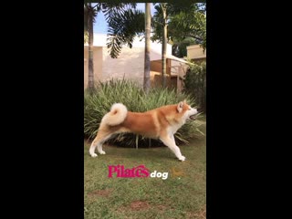 Com/shibasandakitas instagram com/akira hime akitainu