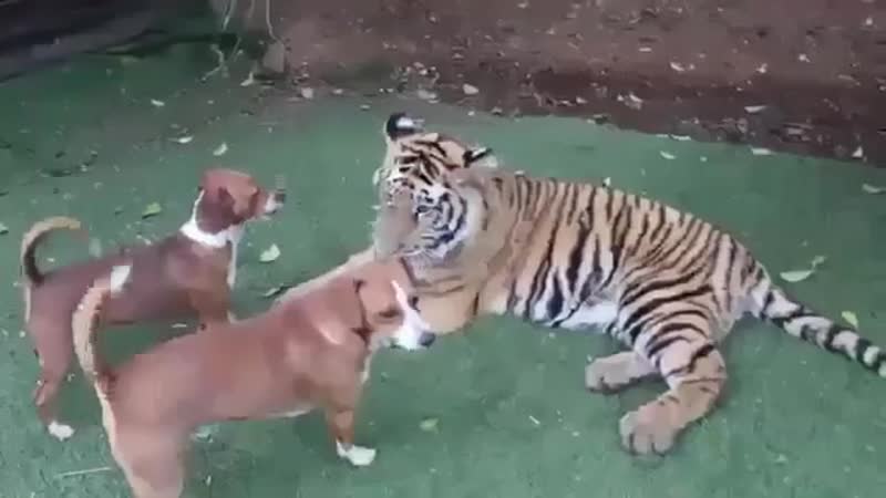 Большая кошка (хорошее настроение, забавное домашнее видео, тигр, тигренок, молодые, дикое секс, одомашнили, хищник дома)