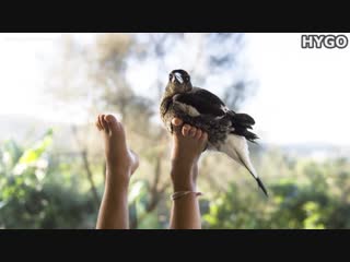 Penguin the magpie saved the bloom family
