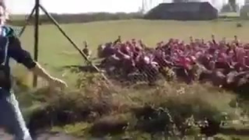 Индюки прикольно кричат хором