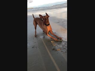 Puppers being very pleased after finding a clam on the beach!