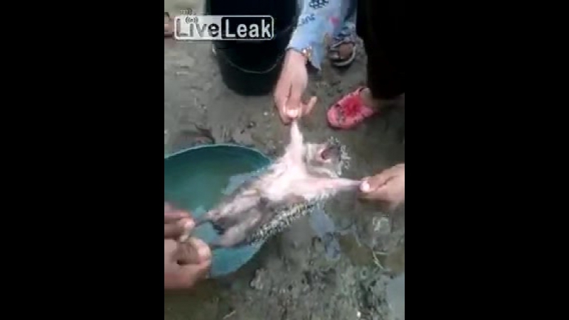 Ёжик porn video – Размотанный орущий ёжик