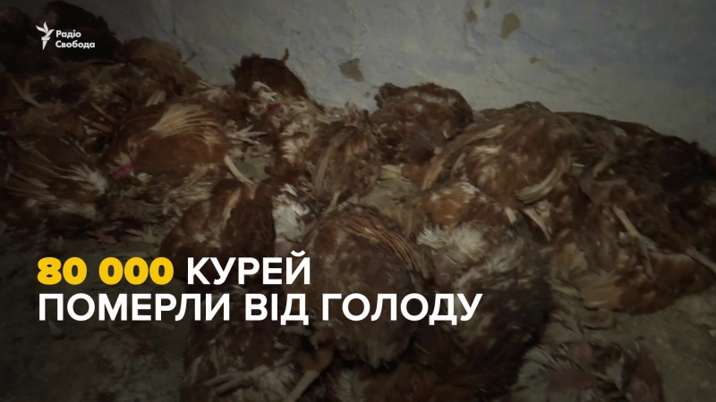 Чому загинули 80 тисяч курей під херсоном?