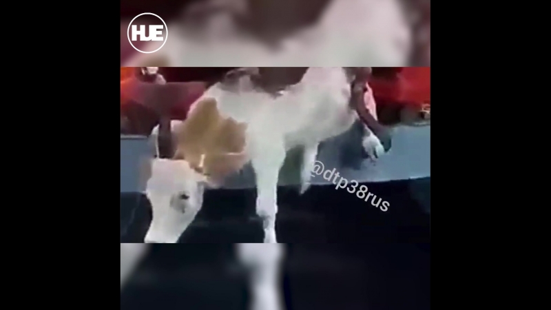 В иркутске тёлочку выковыривали из поезда