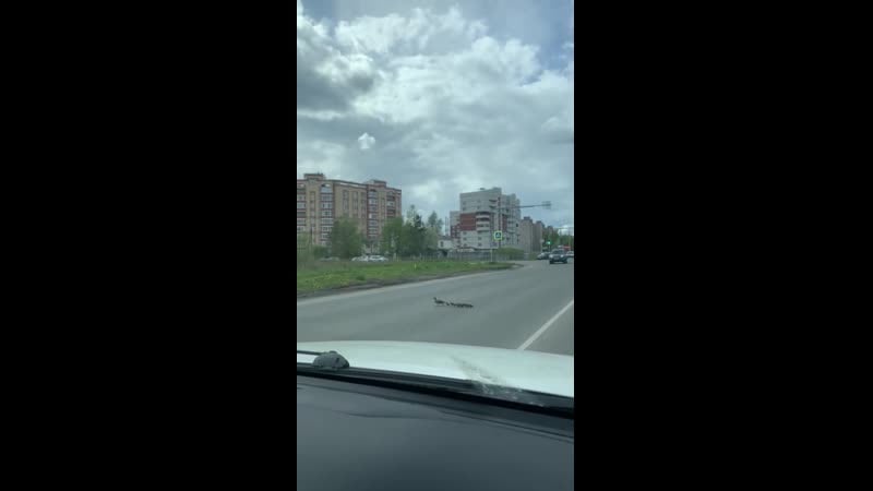 Задавил невиновных утят mp4