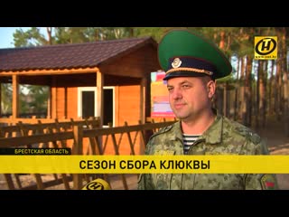 "красное золото" полесья на полесье разгар сбора клюквы