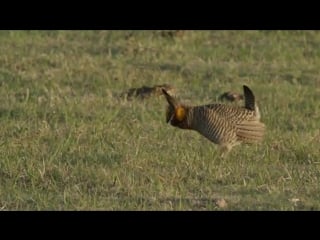 Greater prairie chickens on their booming grounds