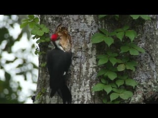 Таймлапс дятел долбит дупло