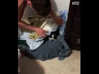 Бостон терьер любит укладываться в