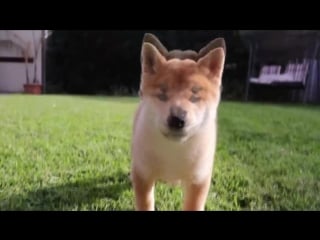 Cute shiba eats carrot
