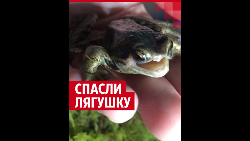 Северянка ранила лягушку лопатой, но смогла ее выходить