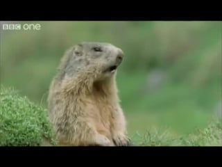 Porn crackers (the best of bbc one's walk on the wild side) [shamrock edit]