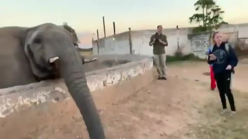 В замбии слон внезапно атаковал девушку, когда она попыталась запечатлеть встречу с ним на телефон