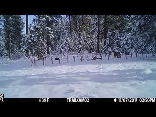 Mountain lion vs bobcat