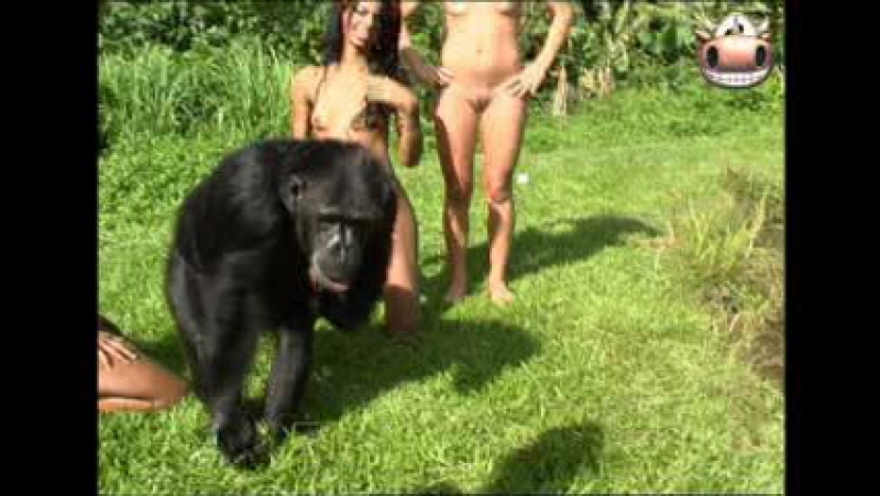 Apes Fucking Girls - Monkey and brasilian girls watch online